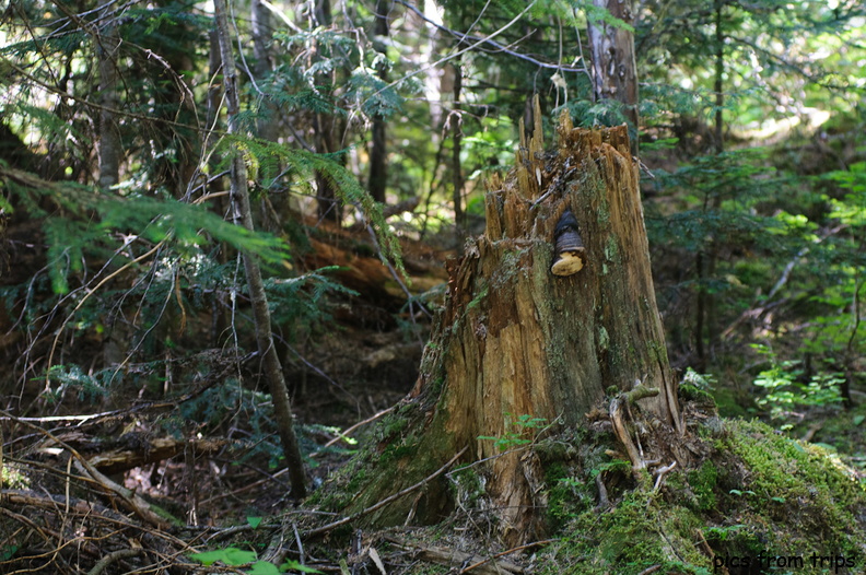 mushroom stump2011d24c104.jpg